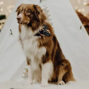 Ein braun-weißer Australian Shepherd mit Halstuch vor weißem Tipi.