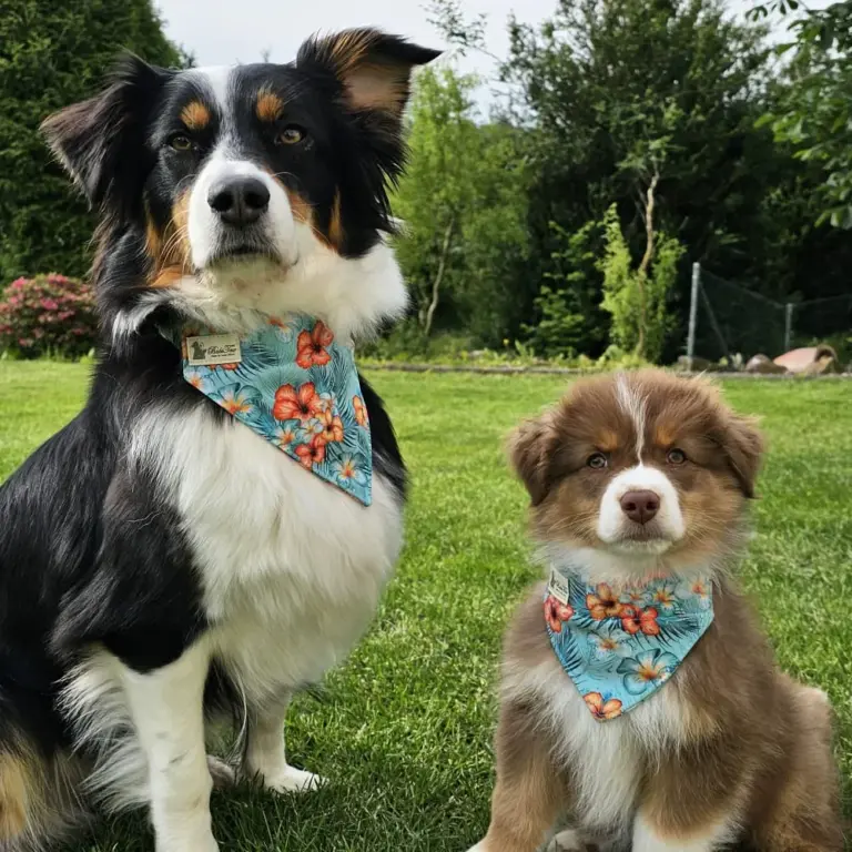 Zwei Australian Shepherds mit blumigen Halstüchern auf einer Wiese.
