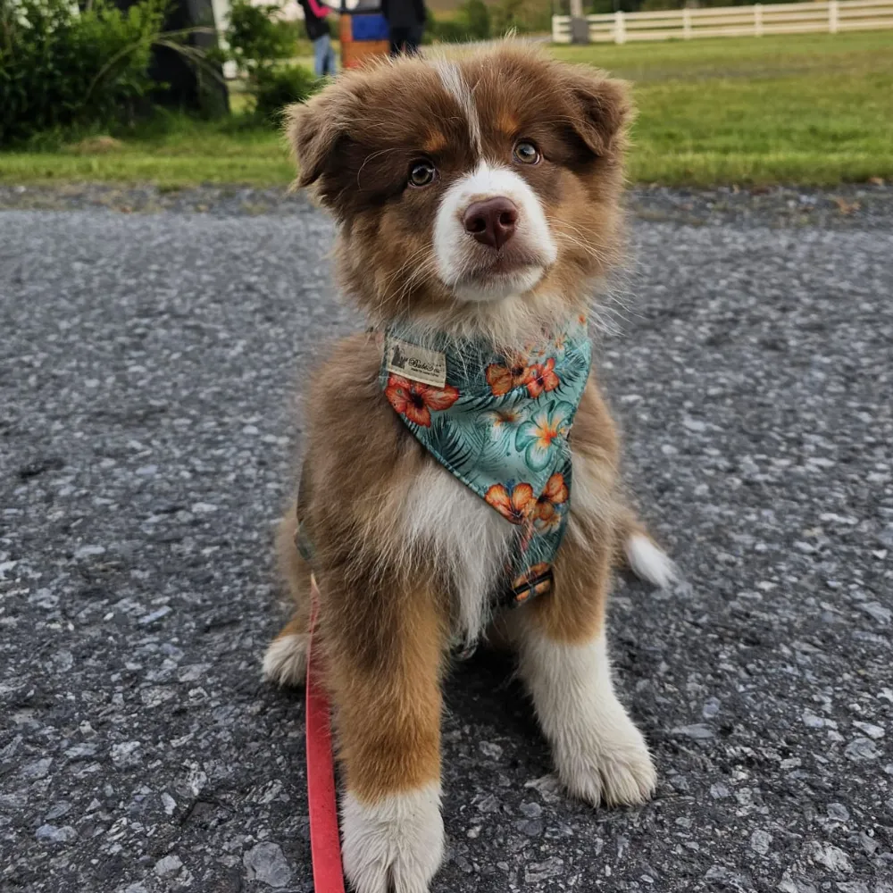 Süßer braun-weißer Welpe mit floralem Bandana auf einem Kiesweg.